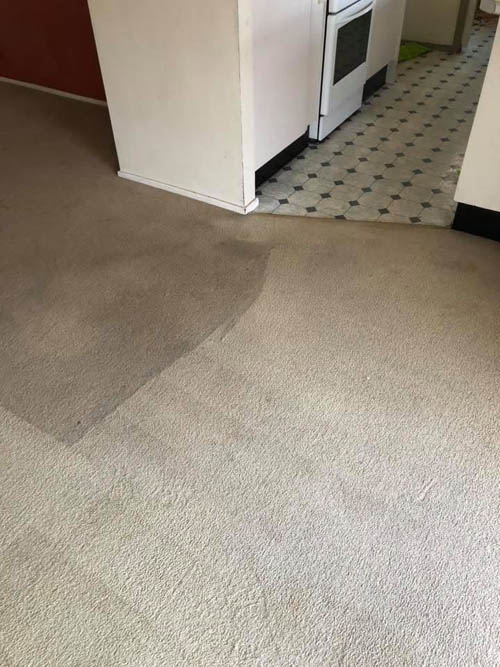 Carpet steam cleaning in progress, the cleaned strip clearly brighter